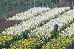 Miên man trên cánh đồng hoa sắp bung nở bên sông Hồng