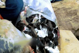 Món ăn 'thách thức' nhất thế giới được làm như thế nào?