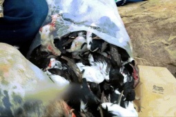 Món ăn 'thách thức' nhất thế giới được làm như thế nào?