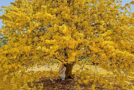 Vụ tịch thu 42 cây mai vàng "không giấy tờ": Người trồng mai ở miền Tây lo ngại