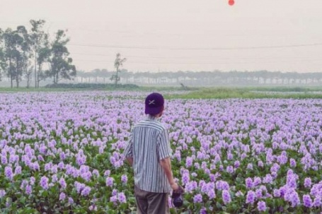 Bất ngờ trước cánh đồng hoa bèo tây tím biếc giữa lòng Hà Nội, giới trẻ háo hức tới check-in