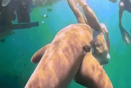 Khoảnh khắc cô gái bị cá mập cắn khi đang lặn biển