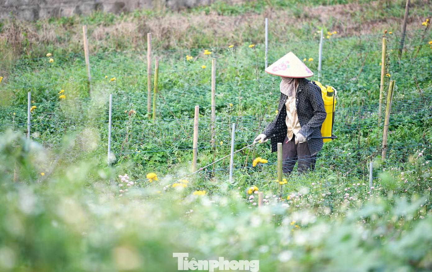 Miên man trên cánh đồng hoa sắp bung nở bên sông Hồng - 4