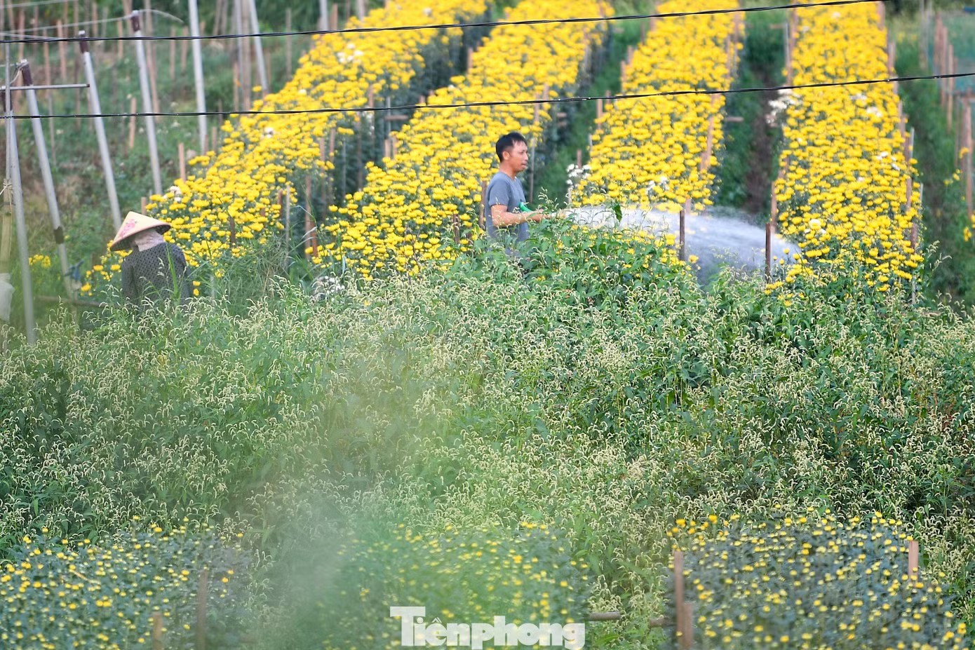 Miên man trên cánh đồng hoa sắp bung nở bên sông Hồng - 3
