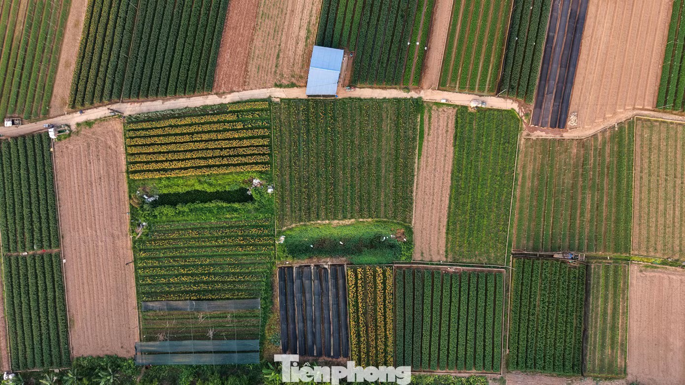 Miên man trên cánh đồng hoa sắp bung nở bên sông Hồng - 9