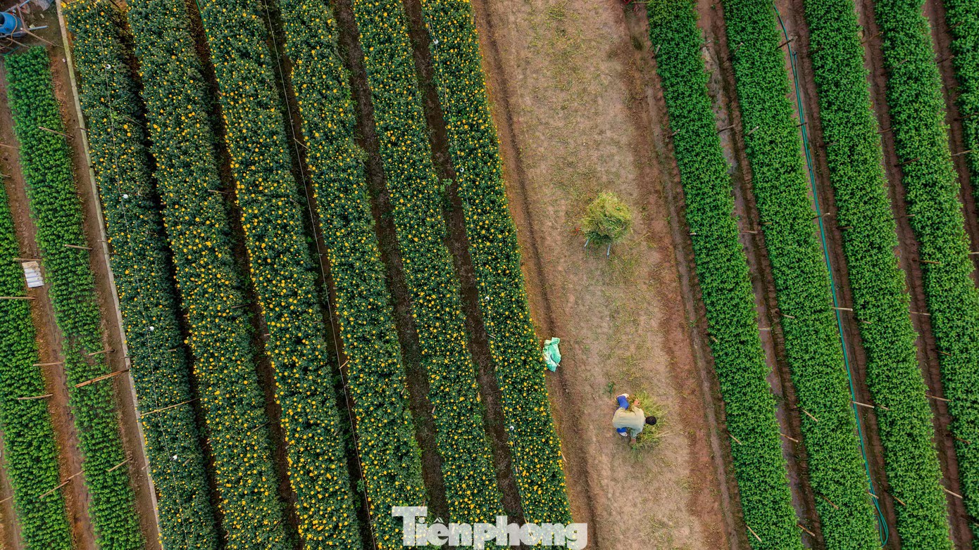 Miên man trên cánh đồng hoa sắp bung nở bên sông Hồng - 8