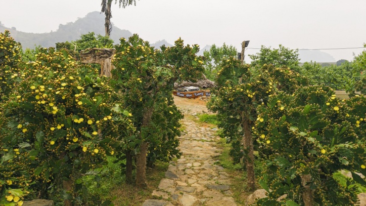 Vườn xương rồng cổ 5.000 m2 nở rộ ở Mộc Châu - 2