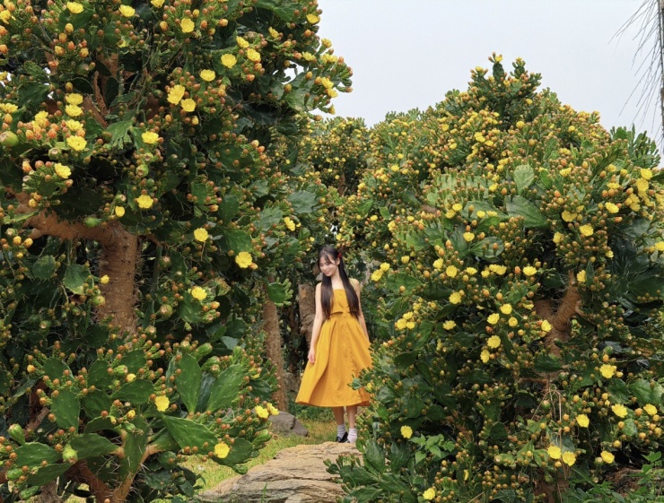 Vườn xương rồng cổ 5.000 m2 nở rộ ở Mộc Châu - 5