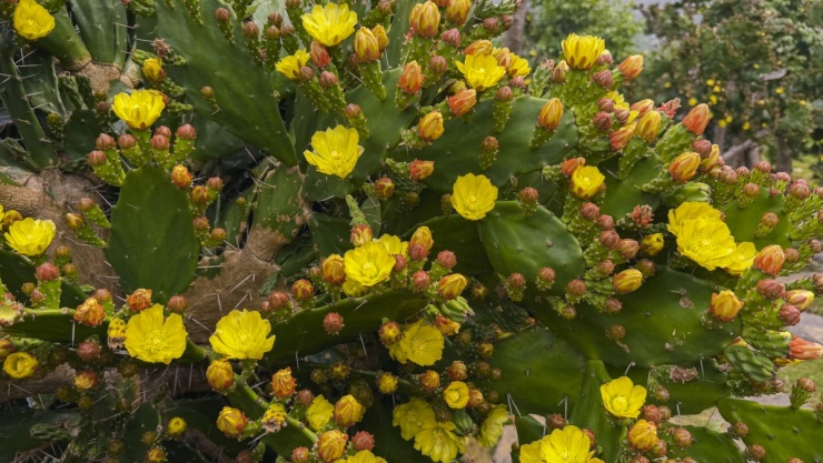 Vườn xương rồng cổ 5.000 m2 nở rộ ở Mộc Châu - 3