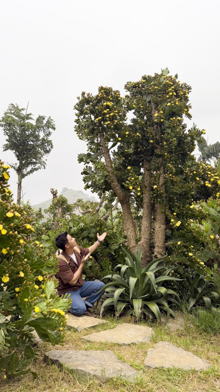 Vườn xương rồng cổ 5.000 m2 nở rộ ở Mộc Châu - 6