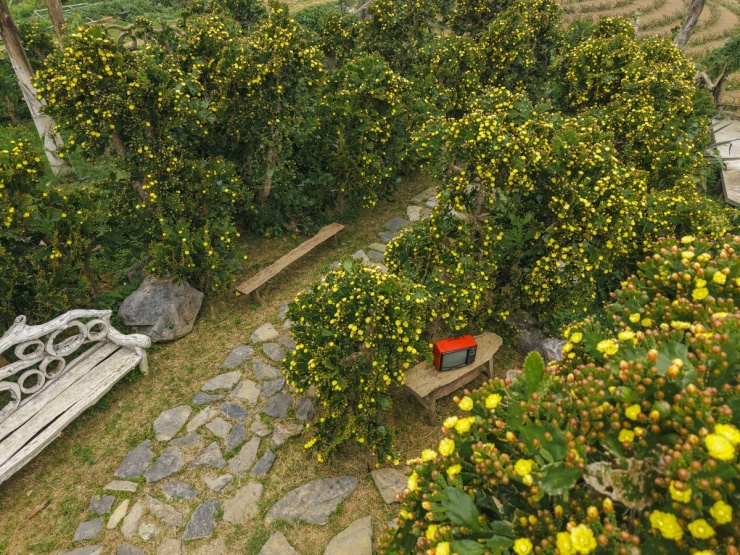 Vườn hoa xương rồng 5.000 m2 nở rộ ở Mộc Châu. Video: NVCC