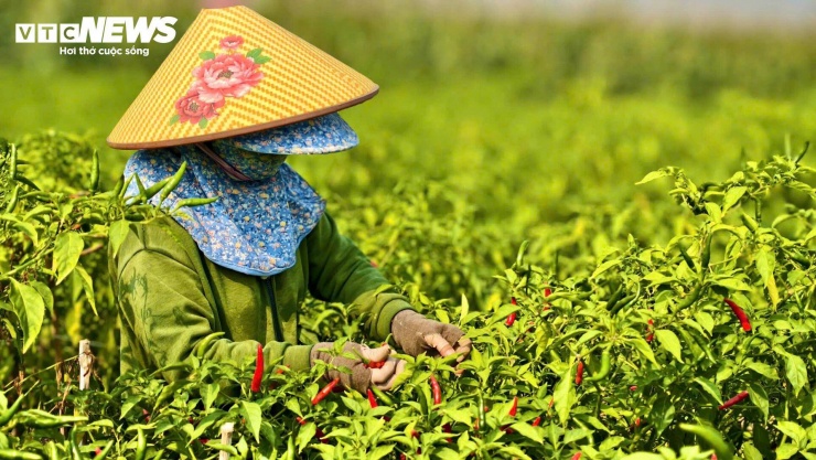 Giá ớt rớt thê thảm, nông dân Quảng Ngãi điêu đứng - 3