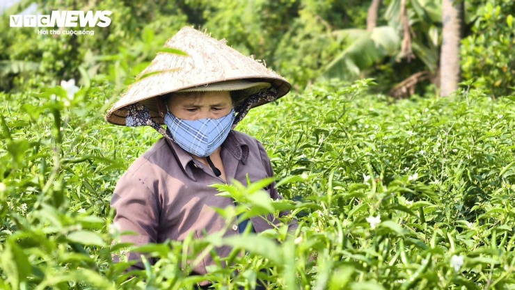 Giá ớt rớt thê thảm, nông dân Quảng Ngãi điêu đứng - 1