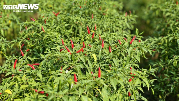 Giá ớt rớt thê thảm, nông dân Quảng Ngãi điêu đứng - 4