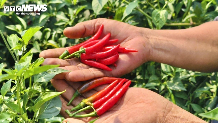 Giá ớt rớt thê thảm, nông dân Quảng Ngãi điêu đứng - 5