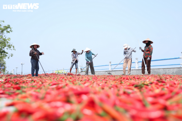 Giá ớt rớt thê thảm, nông dân Quảng Ngãi điêu đứng - 7