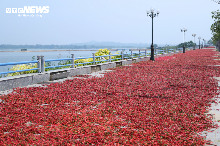 Giá ớt rớt thê thảm, nông dân Quảng Ngãi điêu đứng - 8