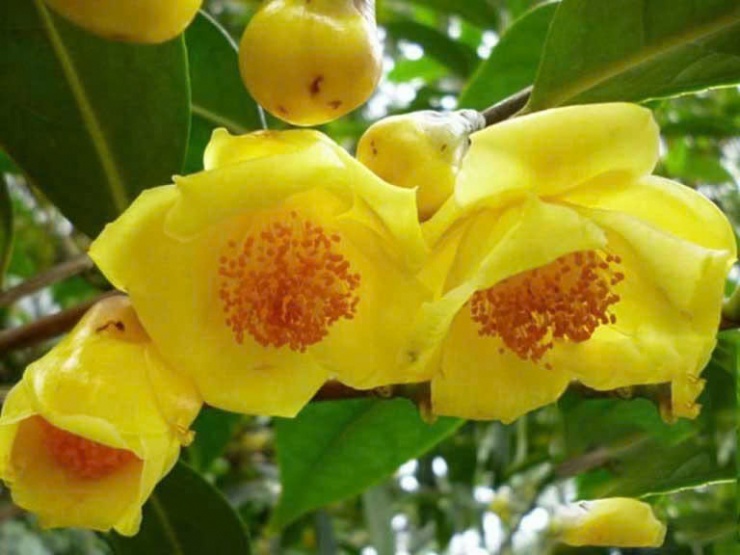 Trà hoa vàng giúp thư giãn tinh thần, giảm mệt mỏi và cải thiện khả năng tập trung