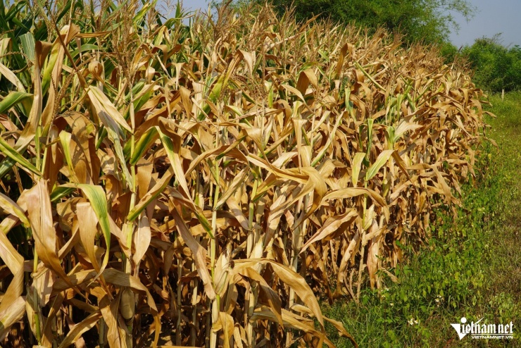 Nhiều cánh đồng ngô tại xã Hương phố bị chết cháy.