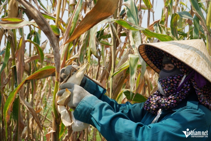 Bà Bùi Thị Dung xót xa trước diện tích ngô chưa đến độ thu hoạch bị khô do nắng nóng, hạt lép.