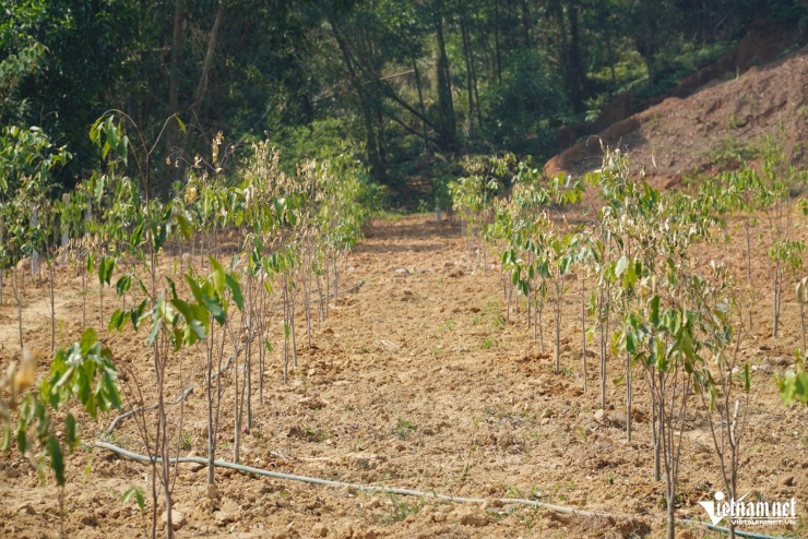 Vườn cây dó trầm của một hộ dân ở xã Hương Đô bị héo rũ do nắng nóng.