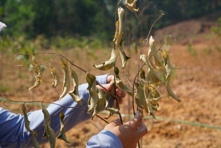 Cảnh tượng xót xa khiến người dân khóc ròng giữa 'chảo lửa' 42 độ - 5