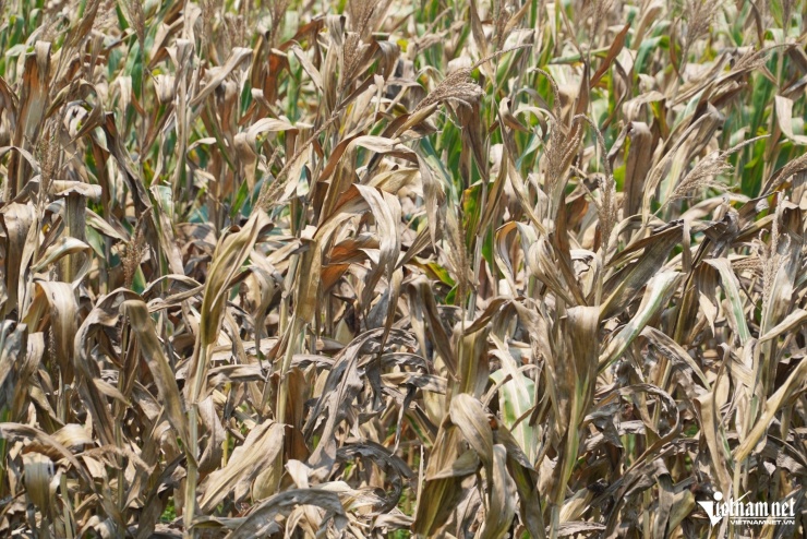 Lá ngô bị khô cong và chết héo do nắng nóng đầu mùa.