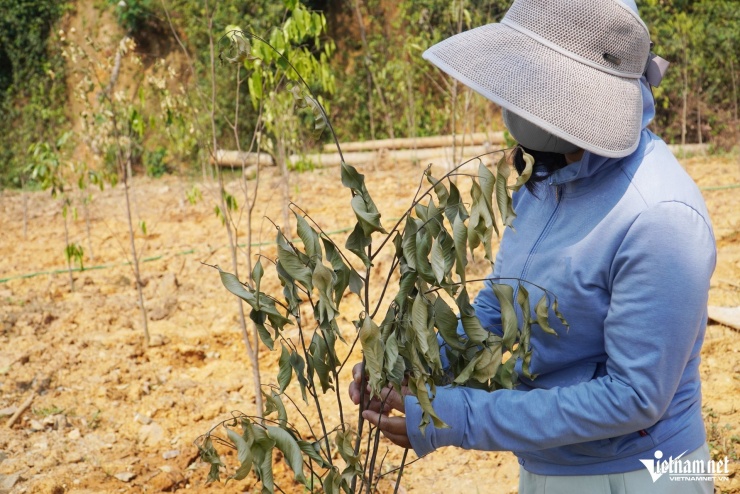 Hàng loạt cây dó trầm khô héo giữa nắng nóng đỉnh điểm