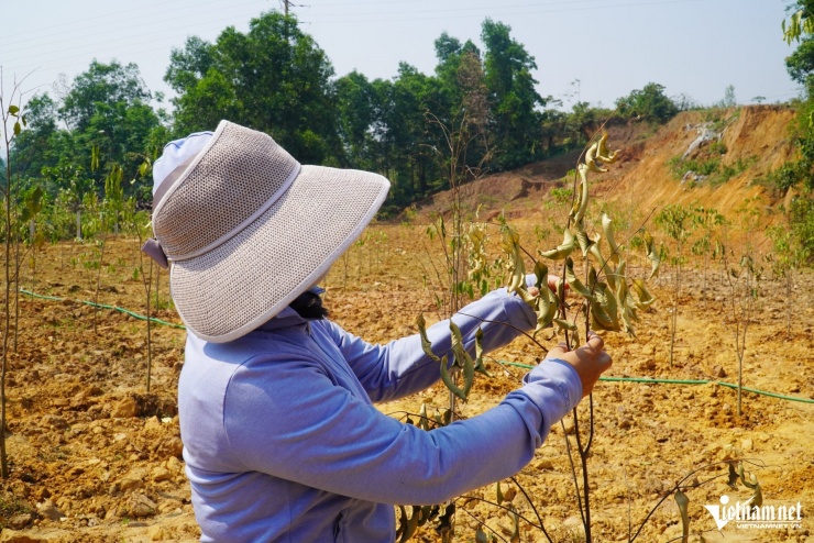 Cây dó trầm khô héo giữa thời tiết khắc nghiệt.