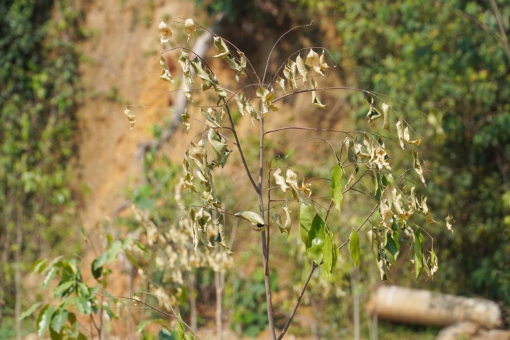 Cảnh tượng xót xa khiến người dân khóc ròng giữa 'chảo lửa' 42 độ - 7