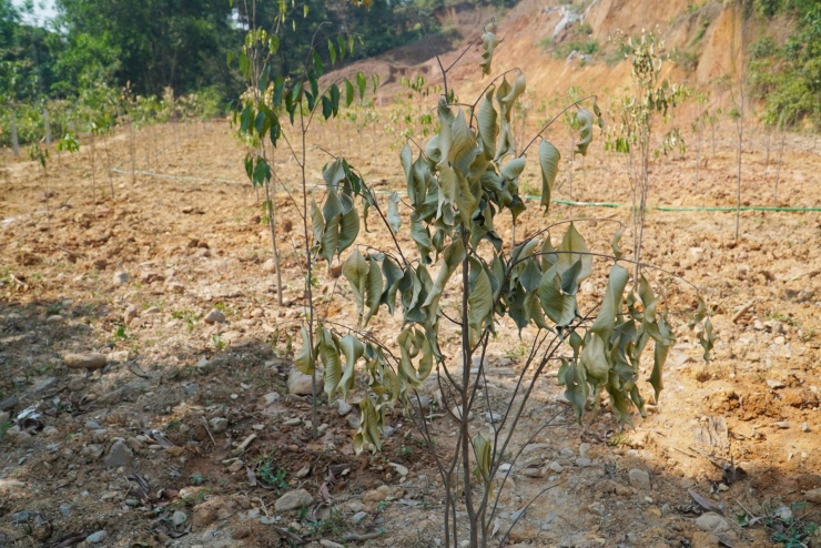 Cảnh tượng xót xa khiến người dân khóc ròng giữa 'chảo lửa' 42 độ - 6