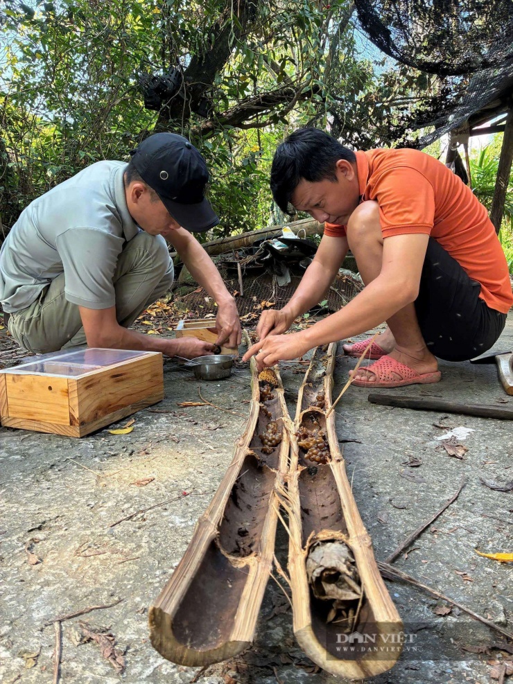 Anh Trần Phương Vũ và anh Lê Nhã Lam, ngụ xã Trần Văn Thời,&nbsp; tỉnh Cà Mau cùng nhau thu hoạch mật ong dú được nuôi trong ống tre. Ảnh: Vũ Linh