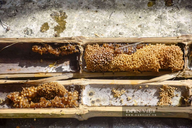 Khi ống tre được tách ra, bên trong hiện rõ những túi mật nhỏ li ti, căng tròn, xếp san sát. Mật ong dú ánh dưới ánh nắng, tỏa hương thơm dịu nhẹ đặc trưng. Ảnh: Vũ Lịnh