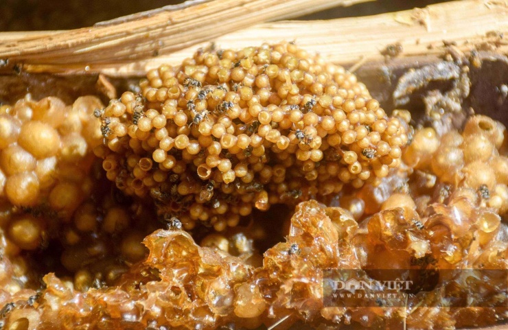 Tại xã Trần Văn Thời, tỉnh Cà Mau, mô hình nuôi ong dú trong ống tre của anh Vũ và anh Lam được xem là hướng đi mới, giúp nhà nông có thêm thu nhập, mật ong dú trong ống tre thơm ngon, giàu chất dinh dưỡng nên rất được khách hàng ưa thích. Ảnh: Vũ Linh