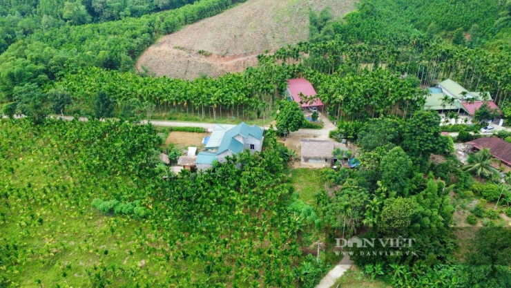 Ông Hà Văn Dũng (SN 1966) ở làng Trô, xã Giao An, tỉnh Thanh Hóa (địa phận huyện Lang Chánh trước đây) đã bỏ mía trồng cau, ai ngờ thu tiền tỷ mỗi năm, mo cau cũng bán ra tiền.&nbsp;Ảnh: HD.