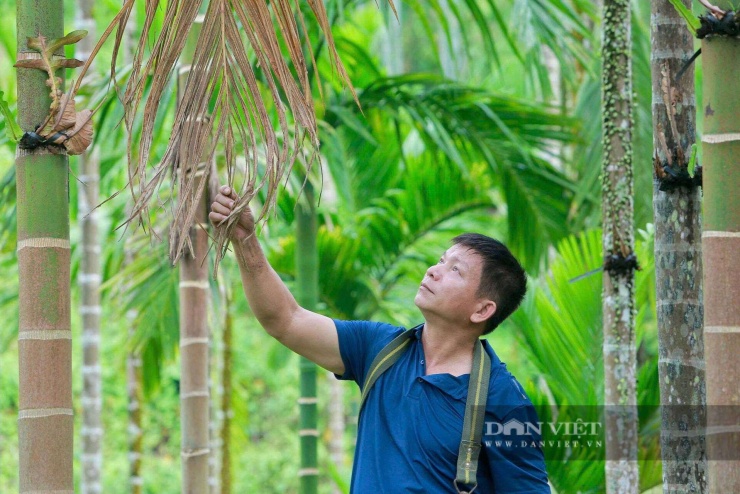 Hiện, ông Hà Văn Dũng&nbsp;có hơn 5ha cau, với khoảng 600 cây đang cho thu hoạch và hơn 1.000 cây chuẩn bị bước vào giai đoạn khai thác.&nbsp;Ảnh: HD.