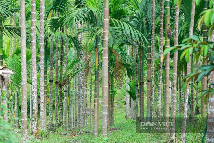 Những hàng cau trồng thẳng tắp trong vườn nhà.&nbsp;Ảnh: HD.