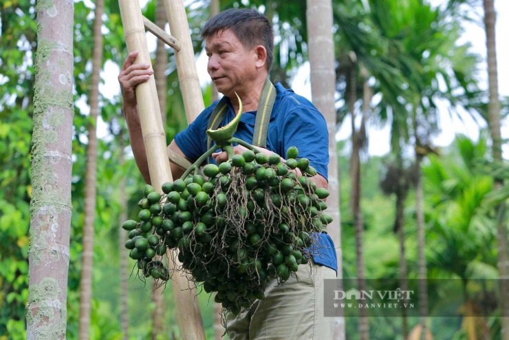 Mô hình trồng cau cũng tạo việc làm thường xuyên cho khoảng 10 lao động địa phương.&nbsp;Ảnh: HD.