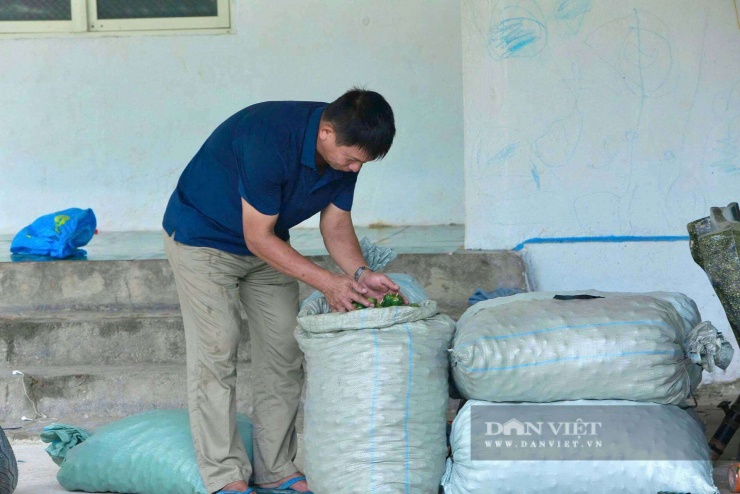 Nguồn thu từ cau và cây giống mang lại cho gia đình ông Dũng khoảng 1 tỷ đồng mỗi năm.&nbsp;Ảnh: HD.