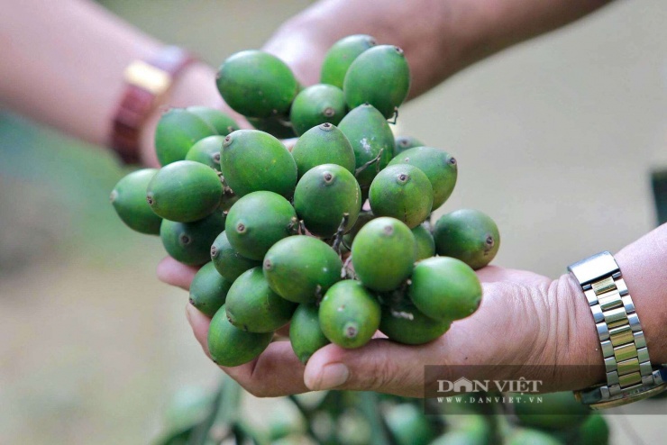 Để có cây giống chất lượng, quả cau được chọn kỹ, phơi khô, ngâm ủ đến khi nảy mầm. Ảnh: HD.
