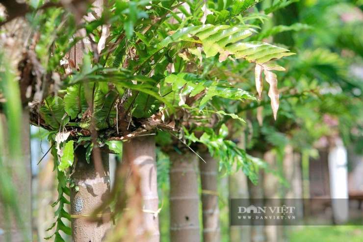 Năm 2010, ông Dũng mang vài khóm cốt toái bổ mang về trồng thử trên thân cây cau.&nbsp;&nbsp;Ảnh: HD.