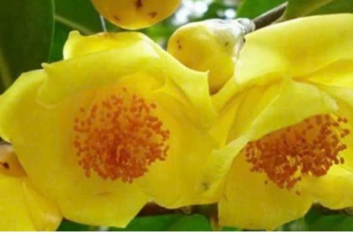 Trà hoa vàng có gì đặc biệt? Công dụng ít người biết