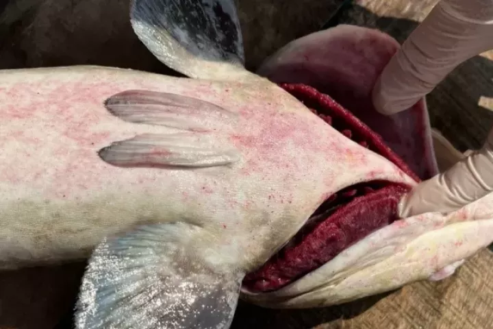 Đã tìm ra nguyên nhân khiến hơn 90 tấn cá bớp ở Lý Sơn chết cùng lúc