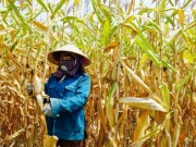 Cảnh tượng xót xa khiến người dân khóc ròng giữa 'chảo lửa' 42 độ