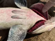 Đã tìm ra nguyên nhân khiến hơn 90 tấn cá bớp ở Lý Sơn chết cùng lúc