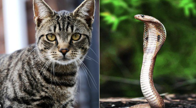 Con giáp Mão và con giáp Tỵ biết cách xây dựng nền tảng kinh tế vững chắc, đồng thời chăm lo cho con cái phát triển toàn diện. Ảnh minh họa