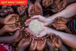 Tin tức sức khỏe - Loại hạt bé xíu lại là “cứu tinh” cho người tiểu đêm, ở Việt Nam rẻ bèo nhưng nước ngoài “quý như vàng”!