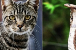 Nhà có 1 trong 4 cặp đôi con giáp này: Tiền bạc kéo đến, giàu sang 3 đời