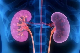 Nắng nóng, 6 việc người Việt nên làm để phòng ngừa nguy cơ suy thận và bệnh lý đường tiết niệu