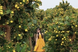 Vườn xương rồng cổ 5.000 m2 nở rộ ở Mộc Châu